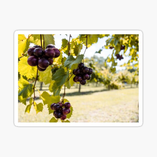 Item preview, Grape Vine designed and sold by Andrea Anderegg Arts.