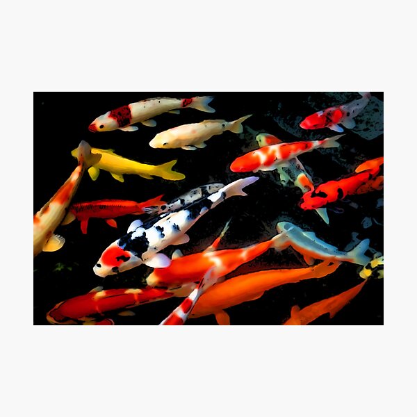 Artikel-Vorschau von Koi-Fische, Koi-Fischteich, traditionelle japanische Koi-Fische, designt und verkauft von shodark.