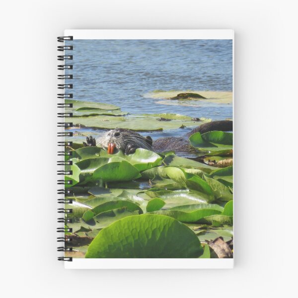 Item preview, Nutria biting leaf designed and sold by SDym Photography.