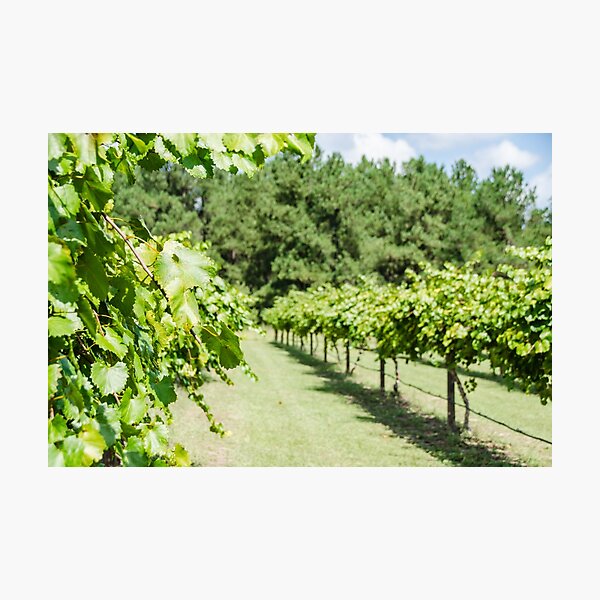Item preview, Grape Vine 2 designed and sold by Andrea Anderegg Arts.