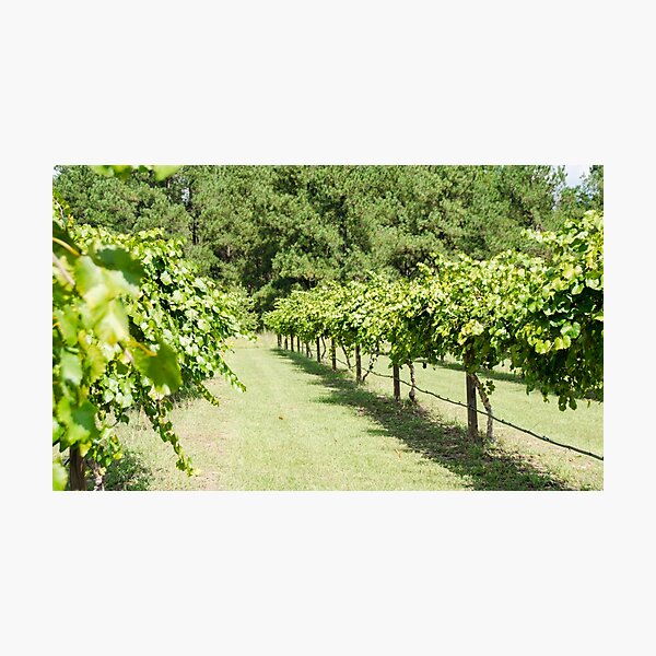 Item preview, Grape Vine 3 designed and sold by Andrea Anderegg Arts.