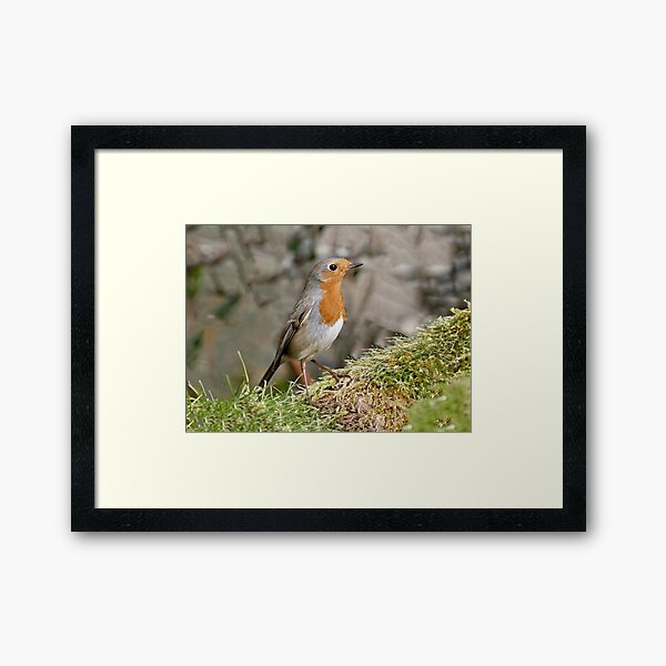 Aperçu de l'œuvre r1083 New Finition 2021  -- Oiseau  " Le Rouge Gorge " Le Magnifique " 2016  (c)(t) Olavia-Olao Okaio Créations créée et vendue par o.okaïo.