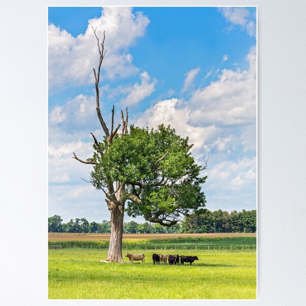 Artikelvorschau, Cows in the Shade entworfen und verkauft von Kenneth Keifer.