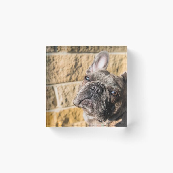Item preview, French Bulldog Puppy designed and sold by James-Walker.