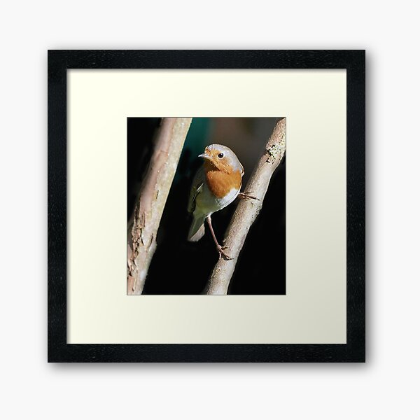 Aperçu de l'œuvre r1081 New Finition 2021  -- Oiseau  " Le Rouge Gorge " L'Equilibriste  " 2016  (c)(t) Olavia-Olao Okaio Créations créée et vendue par o.okaïo.