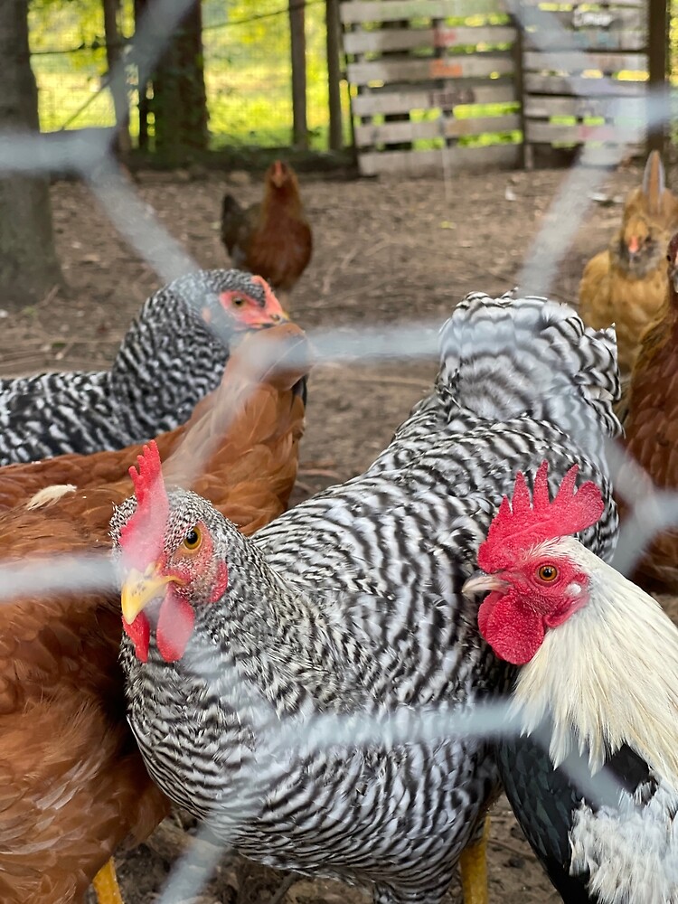 "chickens and rooster through chicken wire" Poster for Sale by