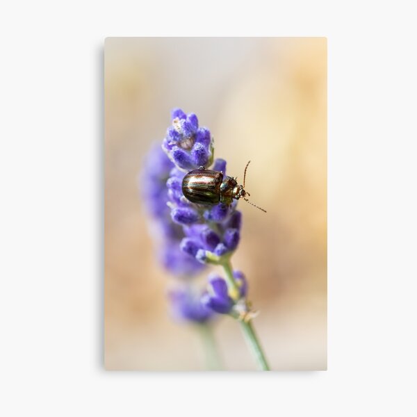 A Rosemary beetle on a lavender flower Canvas Print