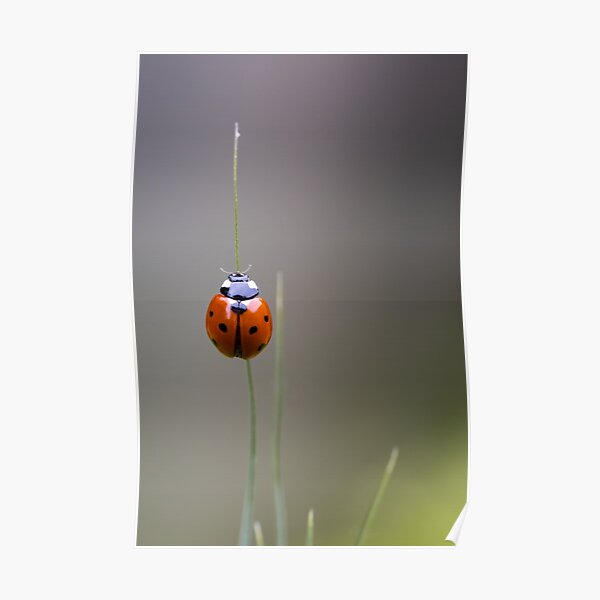A ladybug perched on a blade of grass Poster