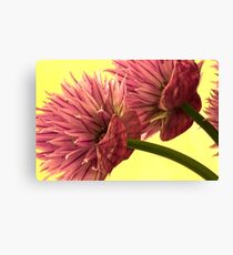 Two Chive Blossoms Canvas Print