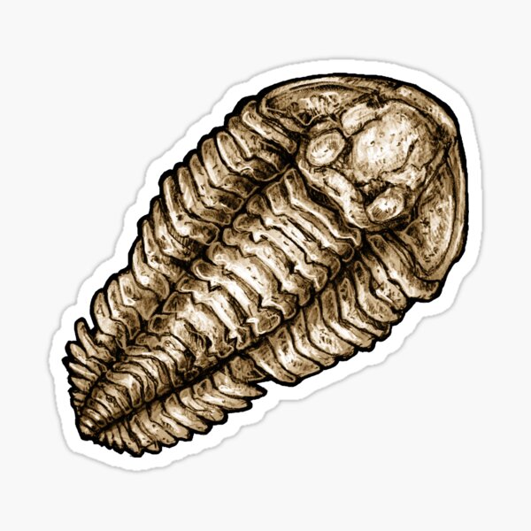 Calymene Trilobite Fossil Sticker Sticker