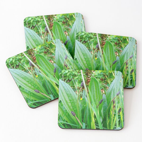 Item preview, Herb designed and sold by szaboartisan.
