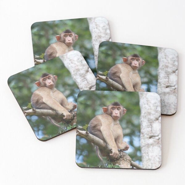 Item preview, Southern Pig-Tailed Macaque designed and sold by mlorenz.