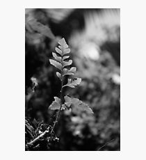 New! Photographic Print