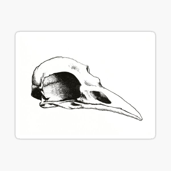 Item preview, Raven skull designed and sold by Isabella Yachimec.