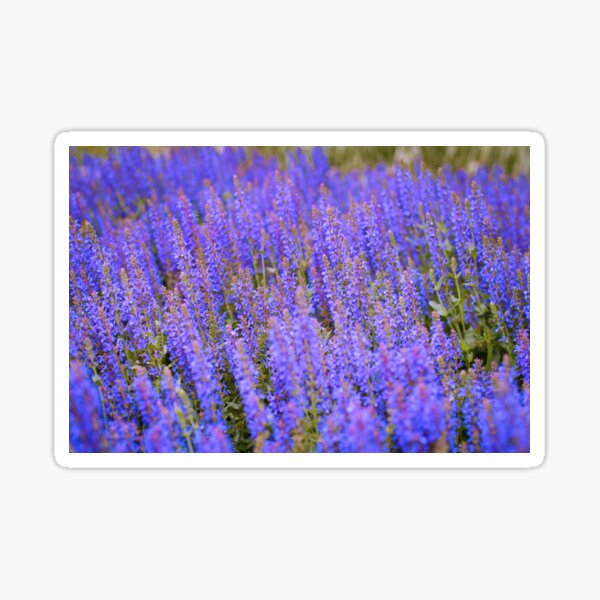 Lavender Sticker