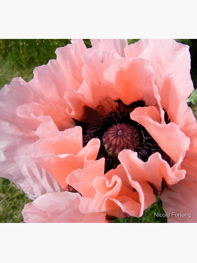PINK POPPY FLOWER PETALS by nicolafurlong