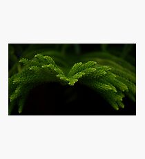 Pine needle Photographic Print