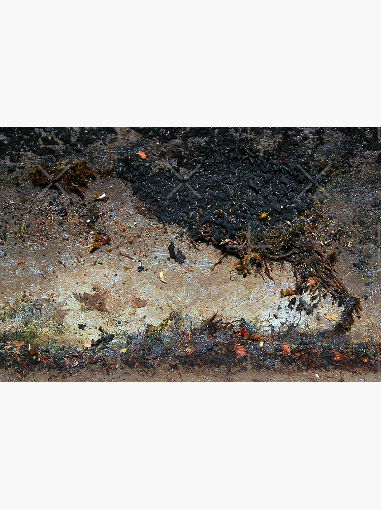 "the answer my friend, is blowing in the wind" Canvas Print by richman ...