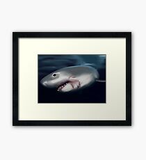 Great White Framed Print