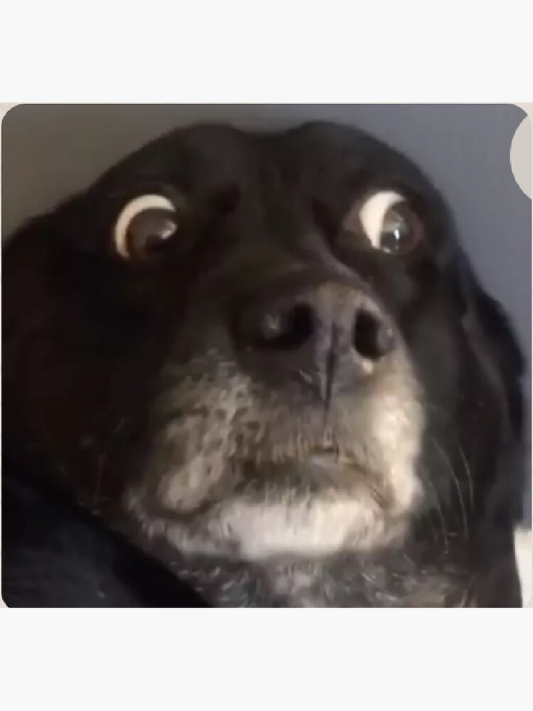 your dogs scared face - Skeptical Dog