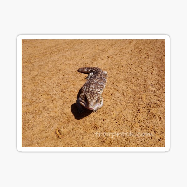 Shingleback Grin Sticker