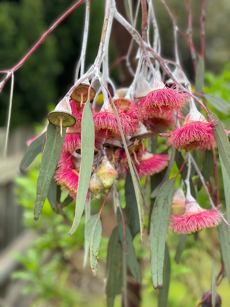 "Pink Gum Tree" Poster for Sale by JojoAggs Redbubble