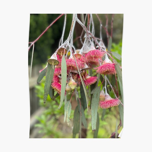 "Pink Gum Tree" Poster for Sale by JojoAggs Redbubble