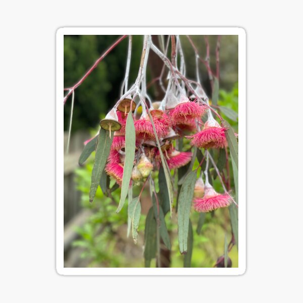 "Pink Gum Tree" Sticker for Sale by JojoAggs Redbubble