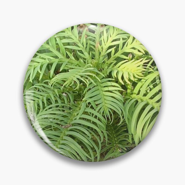 Item preview, Wollemi Pine - beautiful prehistoric tree designed and sold by K8Simmons.
