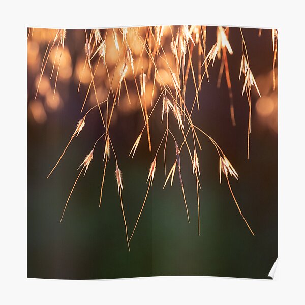 Backlit golden oats grass in evening sun Poster