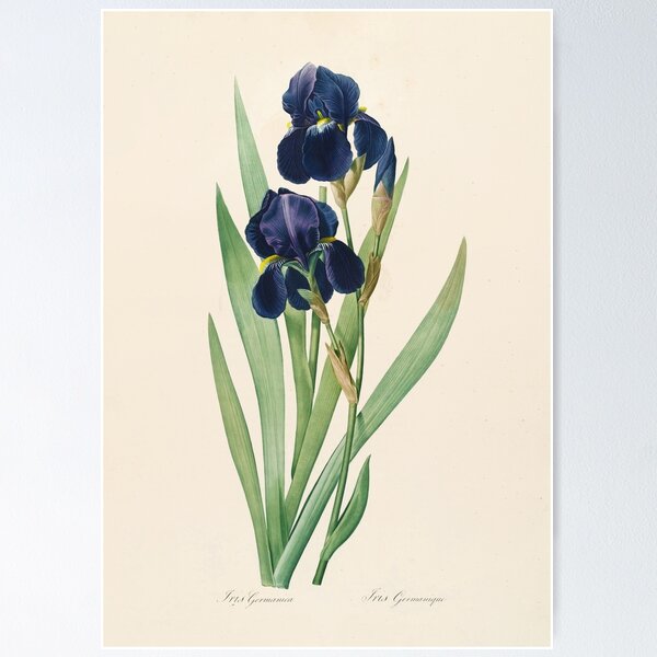 Item preview, Iris germanica - Bearded Iris Illustration designed and sold by FloraObscura.