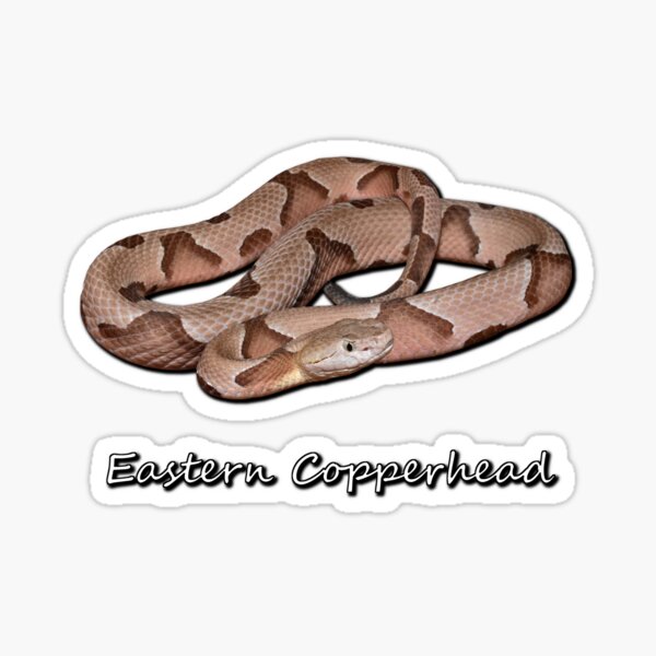 Item preview, Eastern Copperhead designed and sold by Paul-Prints.
