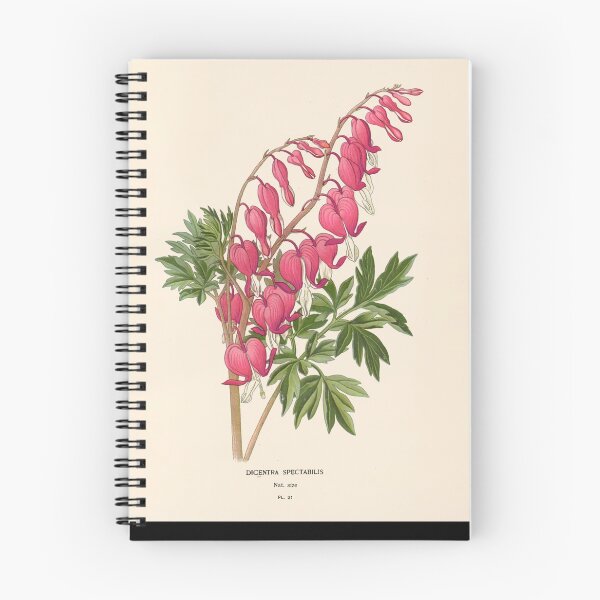 Aperçu de l'œuvre Asian bleeding-heart - Lamprocapnos spectabilis créée et vendue par FloraObscura.