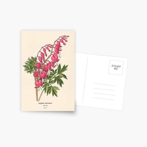 Item preview, Asian bleeding-heart - Lamprocapnos spectabilis designed and sold by FloraObscura.