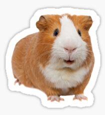 rotes Meerschweinchen Sticker