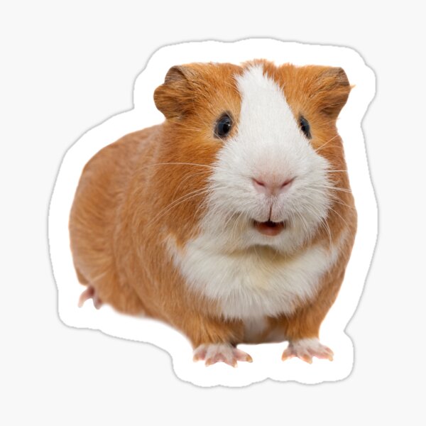 red guinea pig Sticker