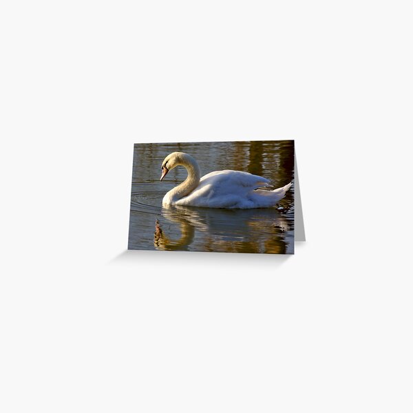 Swan in the Morning Light Greeting Card