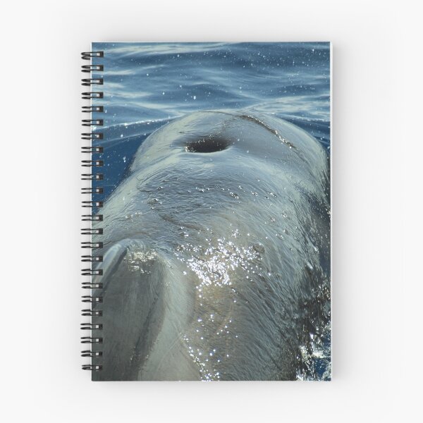 Item preview, Pilot whale rider designed and sold by Chloé Yzoard.