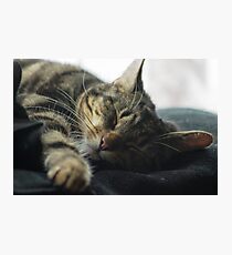 Sleeping Elsa Tabby Cat Photographic Print