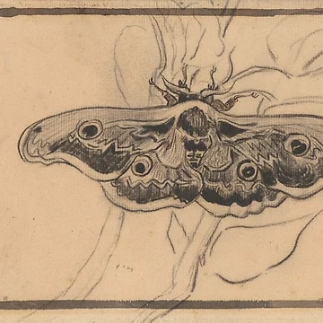 Artwork thumbnail, moth by leaf97