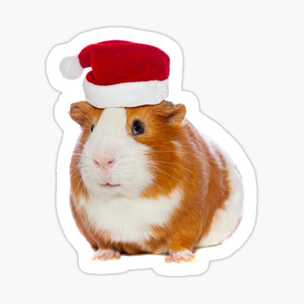 Guinea Pig in Santa's hat Sticker
