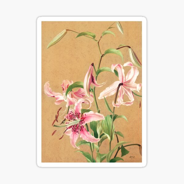 Item preview, Lilies no. 5 (1886) in high resolution by L. Prang lilies painting designed and sold by Sticker-Pax.