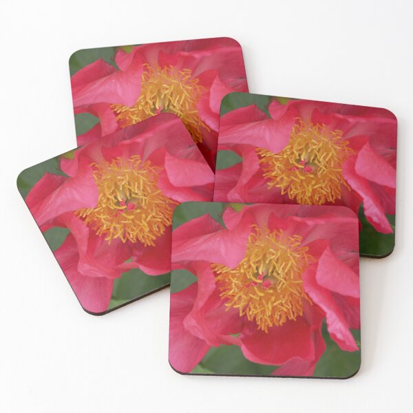 Item preview, Peony premier designed and sold by Cathyphoto.
