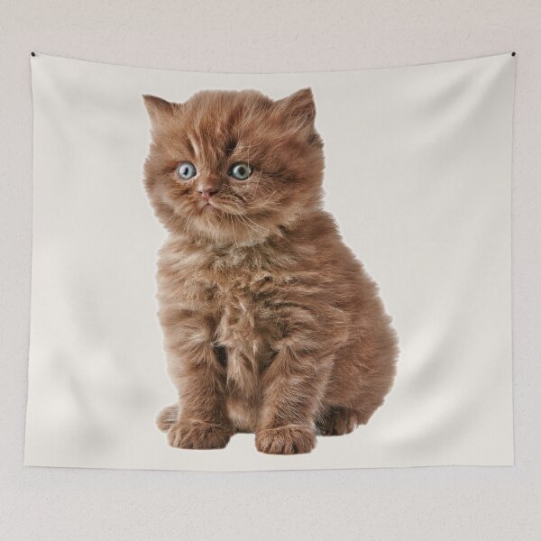 Item preview, A Brown Fluffy Little Kitten Sits And Looks designed and sold by Phantasmal-2-do.