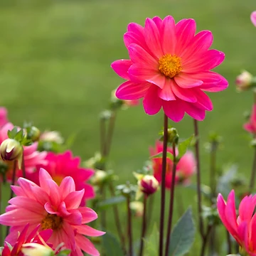 Artwork thumbnail, Flower Power by RissaDD