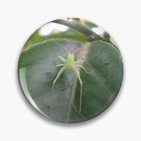 Item preview, Katydid in lemon tree designed and sold by greentiger1.