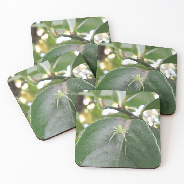 Item preview, Katydid in lemon tree designed and sold by greentiger1.