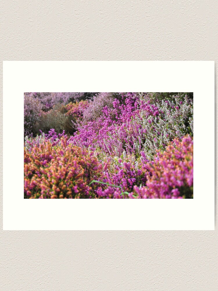 Alternate view of Lavender field Art Print