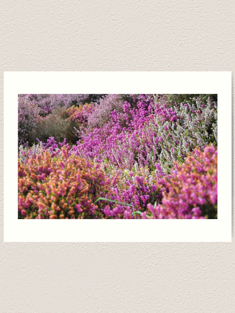 Alternate view of Lavender field Art Print