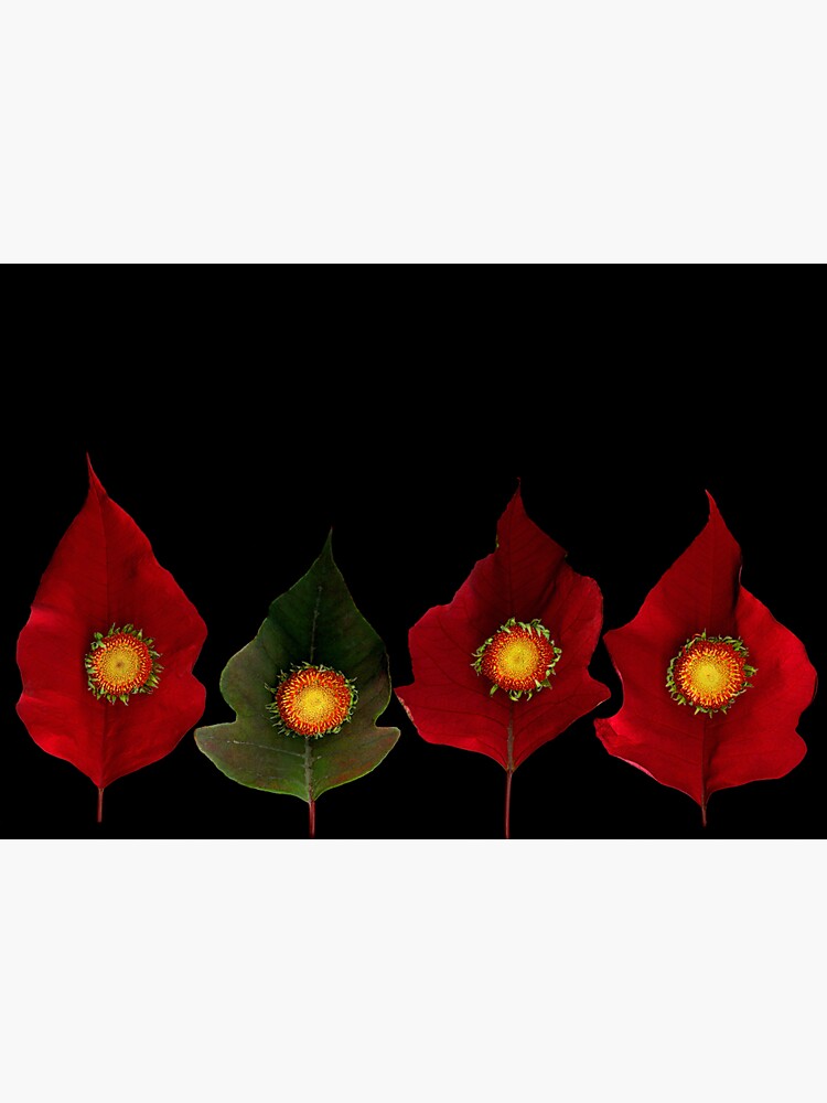Thumbnail 3 of 3, Sticker, Daisy Poinsettia Dark Floral designed and sold by LindasPhotoArt.